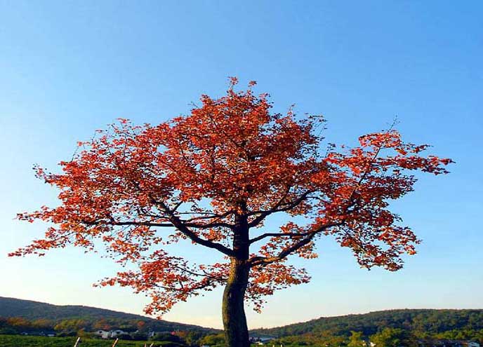 仿真红枫树