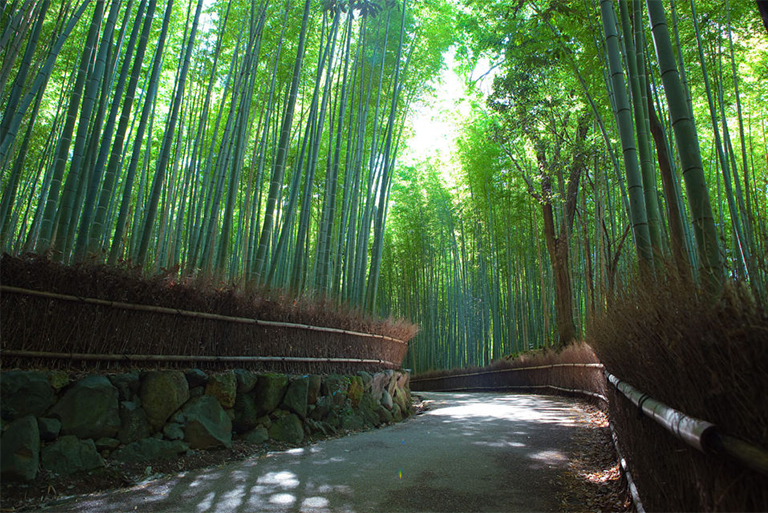 仿真树厂家