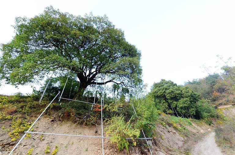 仿真树