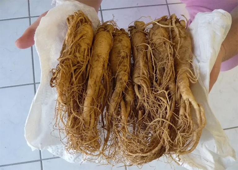 花旗参