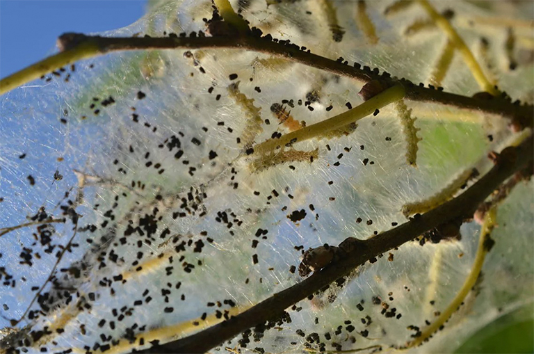 秋季网络蠕虫
