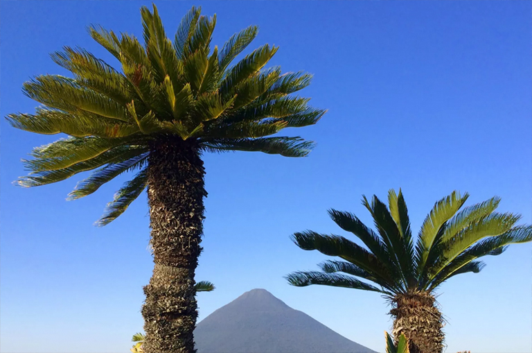 西米棕榈（Cycads）
