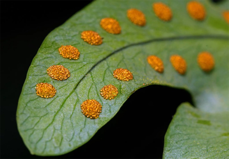 蕨类植物