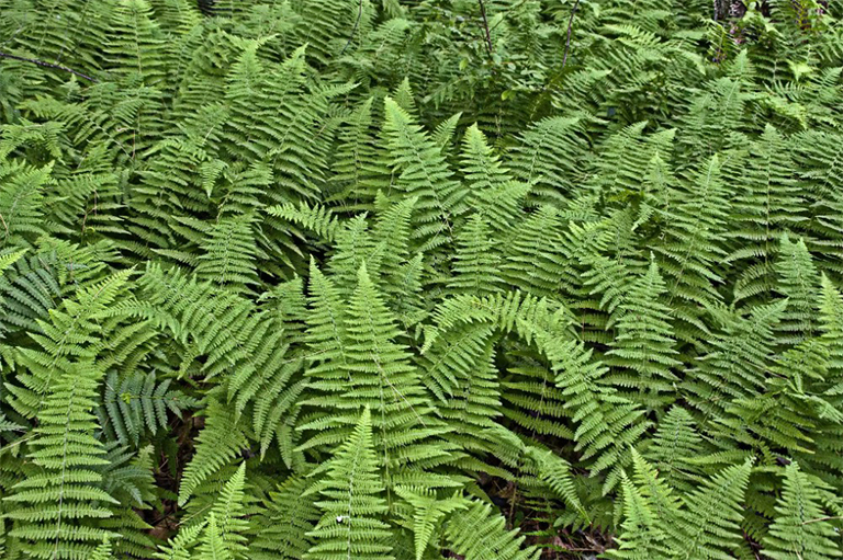 蕨类植物