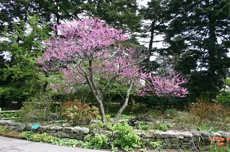 东部redbud在庭院里