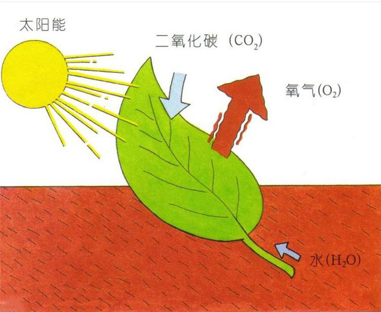 光合作用基础学习指南