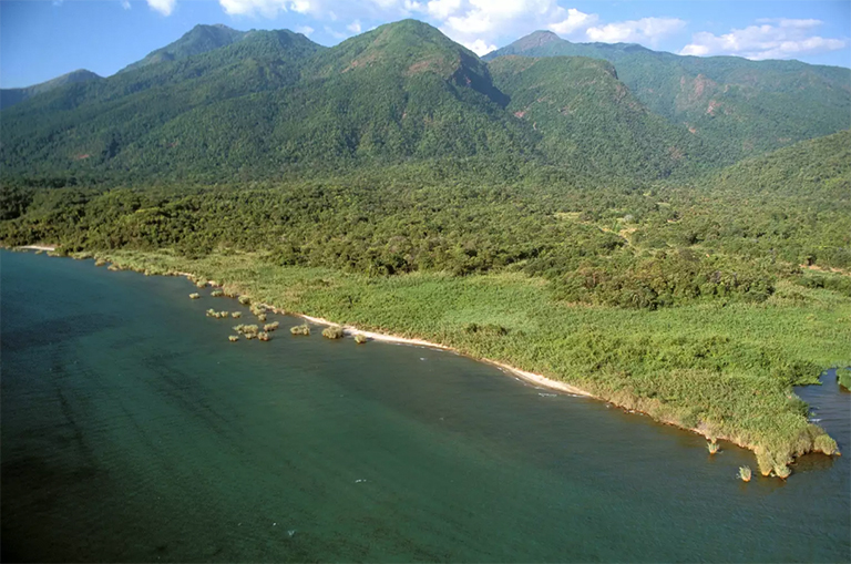 混交林，黑猩猩栖息地。 东岸，坦any尼喀湖，坦桑尼亚马哈莱山脉国家公园