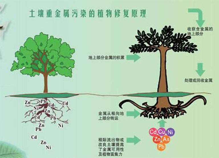 植物修复