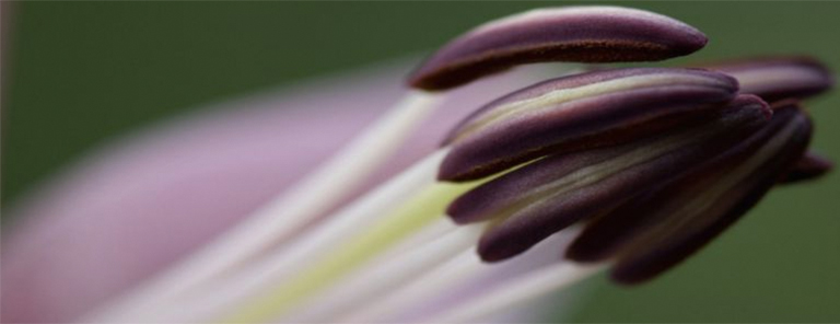 花药